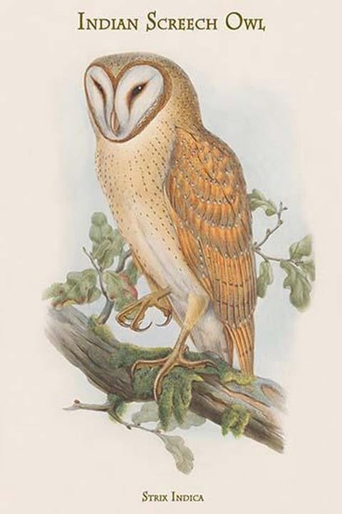 Strix Indica - Indian Screech Owl by John Gould - Art Print