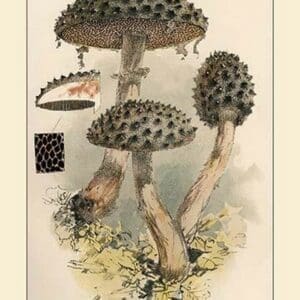 Strobilomyces Strobilaleus by W. Hamilton Gibson - Art Print