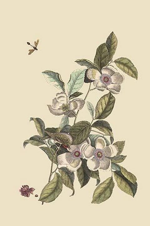 Stuartia - Camellia by Mark Catesby - Art Print