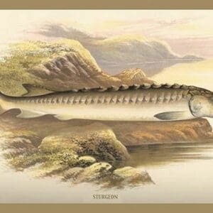 Sturgeon by A.F. Lydon - Art Print