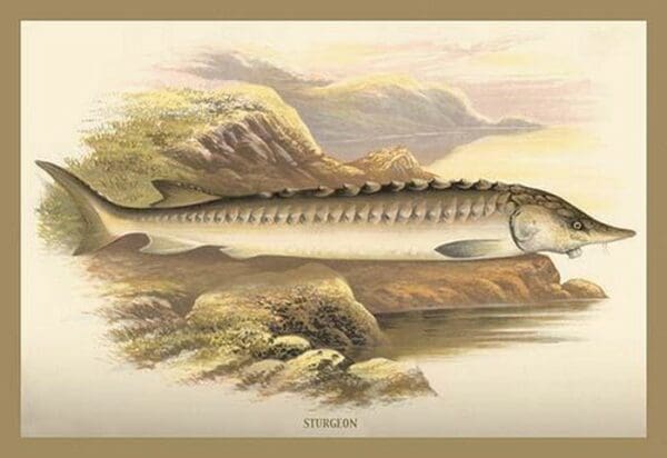 Sturgeon by A.F. Lydon - Art Print