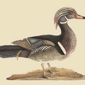 Summer Duck by Mark Catesby - Art Print