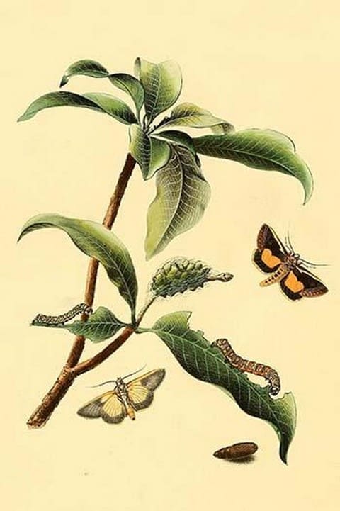 Surinam Butterflies