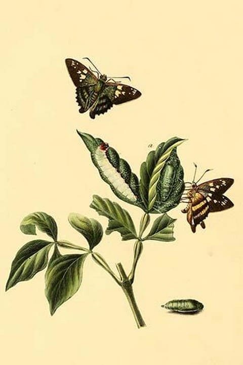 Surinam Butterflies