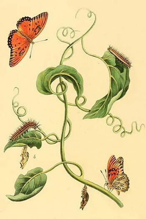 Surinam Butterflies