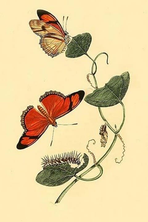 Surinam Butterflies