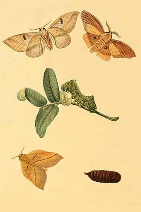 Surinam Butterflies