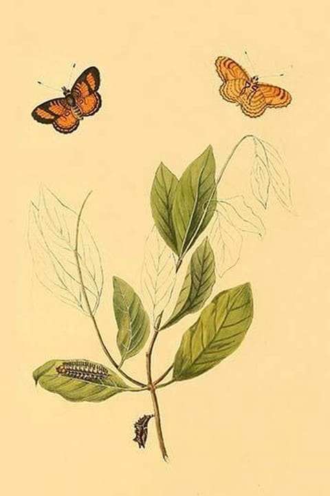 Surinam Butterflies