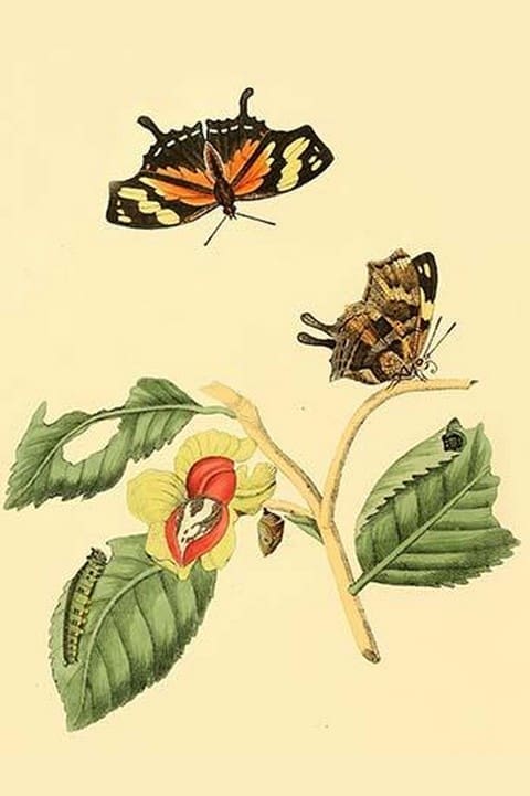 Surinam Butterflies