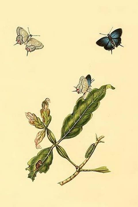 Surinam Butterflies