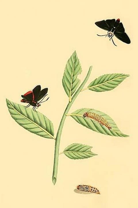 Surinam Butterflies