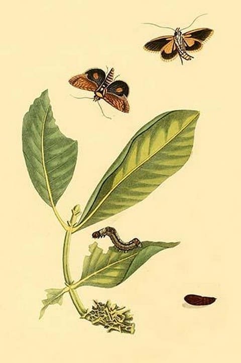 Surinam Butterflies