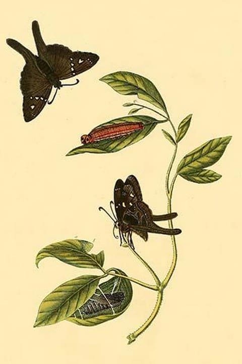 Surinam Butterflies