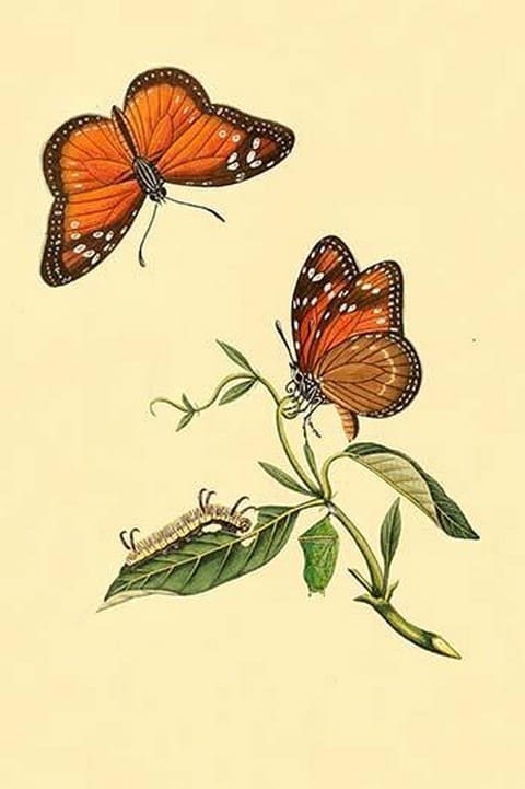 Surinam Butterflies