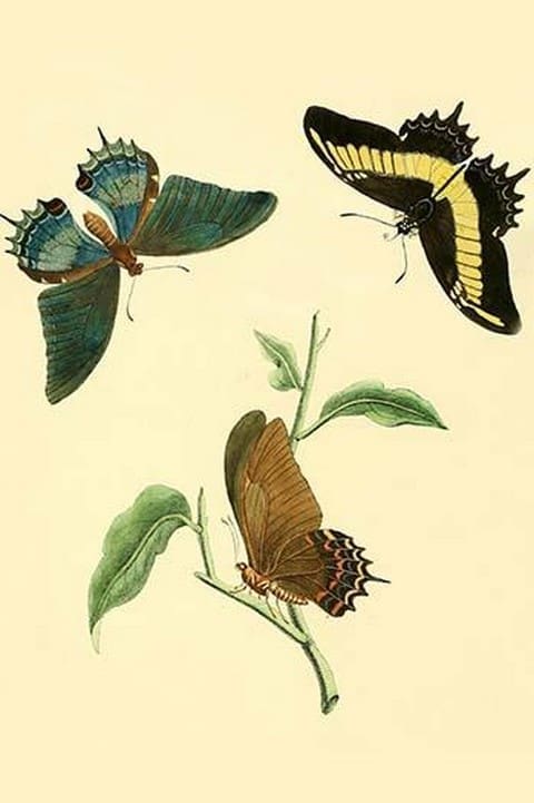 Surinam Butterflies