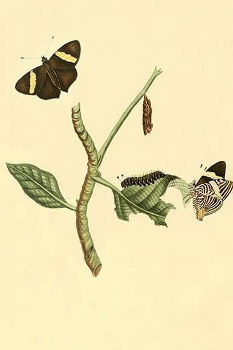 Surinam Butterflies