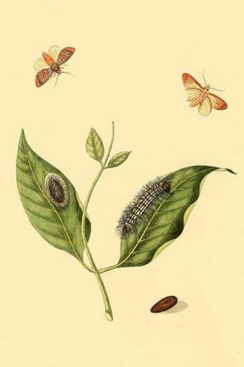 Surinam Butterflies