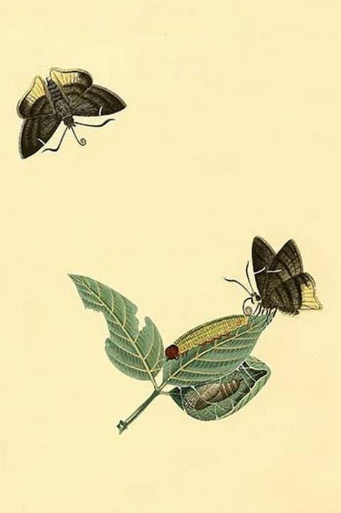 Surinam Butterflies