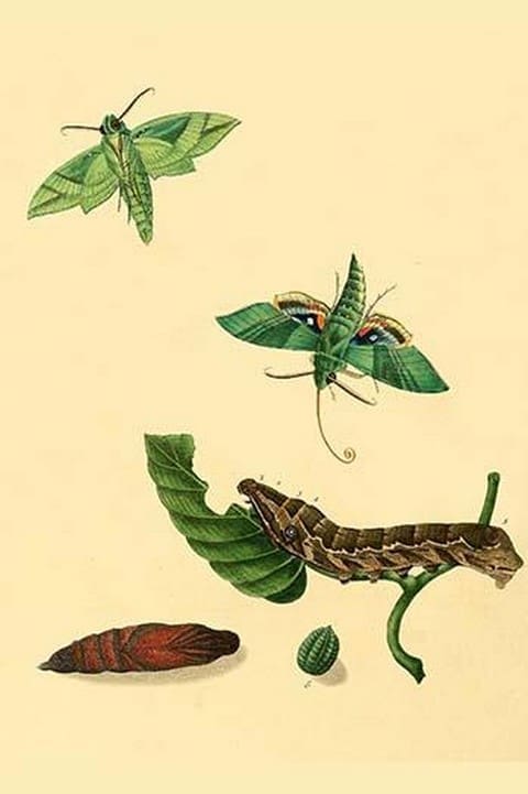 Surinam Butterflies