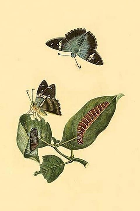 Surinam Butterflies