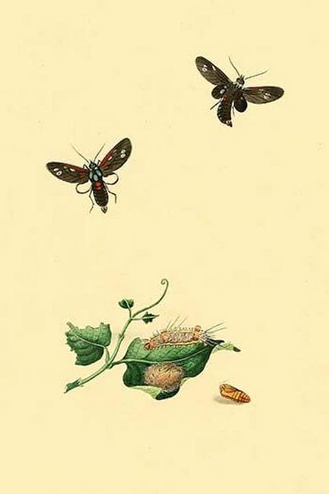 Surinam Butterflies