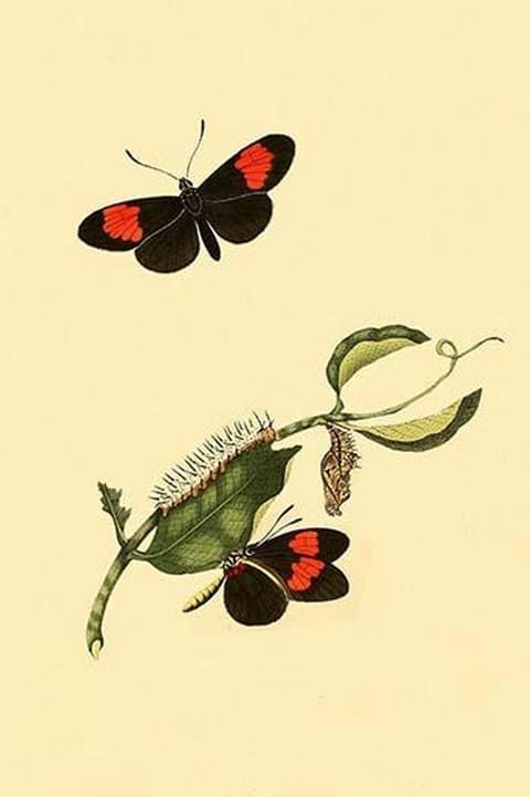 Surinam Butterflies