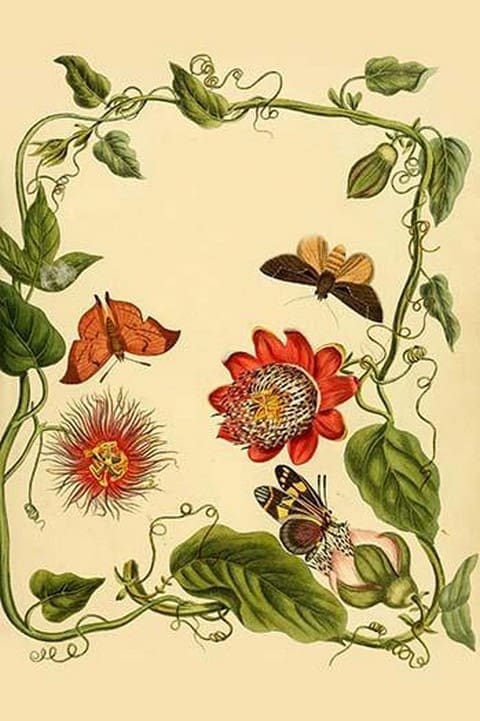 Surinam Butterflies