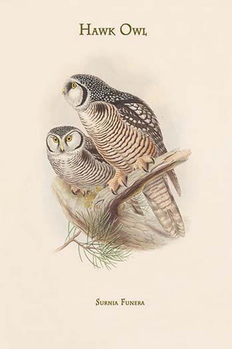 Surnia Funera - Hawk Owl by John Gould - Art Print