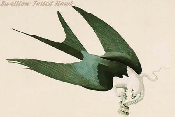 Swallow Tailed Hawk by John James Audubon - Art Print