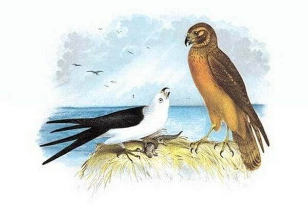 Swallow-Tailed Kite and Marsh Hawk by Theodore Jasper - Art Print