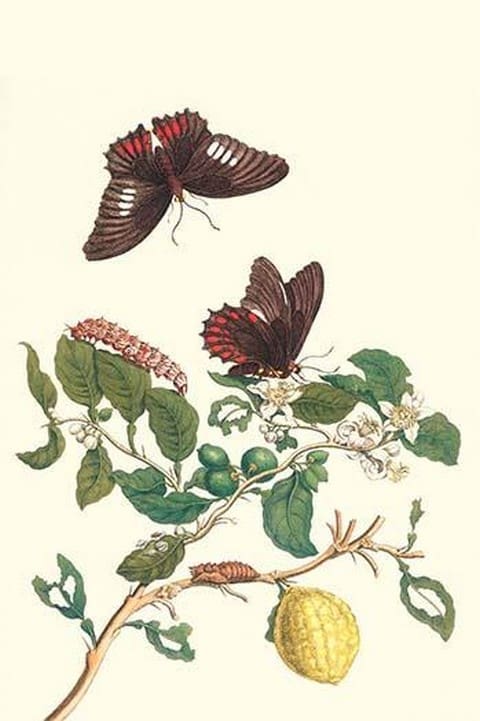 Swallowtail on a Mexican Lime Tree by Maria Sibylla Merian - Art Print