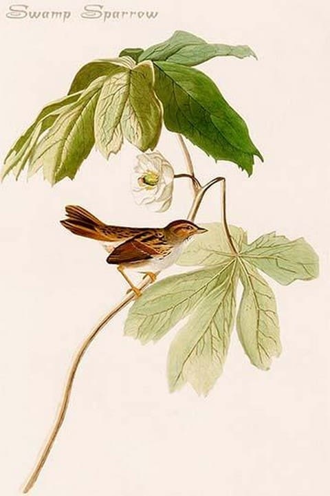 Swamp Sparrow by John James Audubon - Art Print