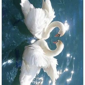 Swans - Art Print