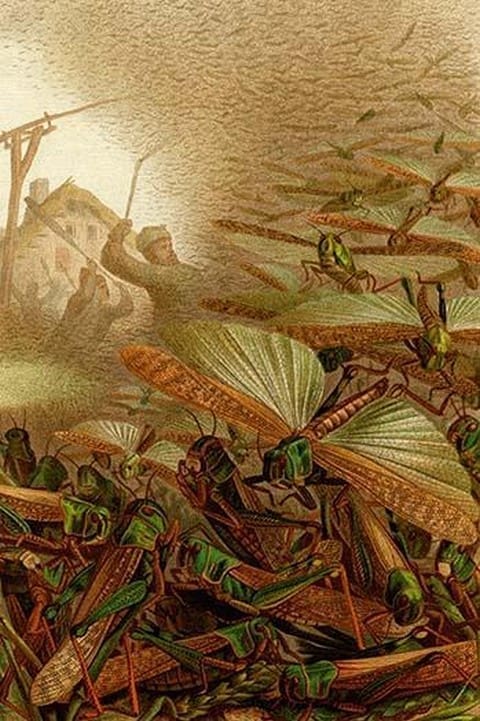 Swarm of Locusts by Friedrich Wilhelm Kuhnert - Art Print