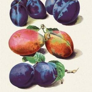 Sweet Plums - Art Print