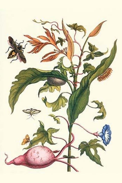 Sweet potato with melonworm and Giant Big-legged bug by Maria Sibylla Merian - Art Print