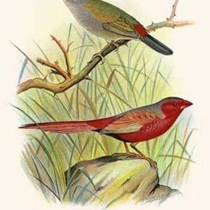 Sydney Waxbill & Australian Fire Finch by Frederick William Frohawk #2 - Art Print