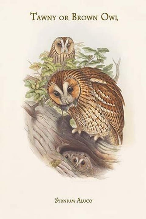 Syrnium Aluco - Tawny or Brown Owl by John Gould - Art Print