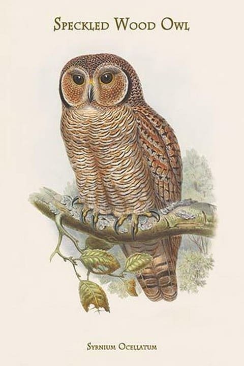 Syrnium Ocellatum - Speckled Wood Owl by John Gould - Art Print