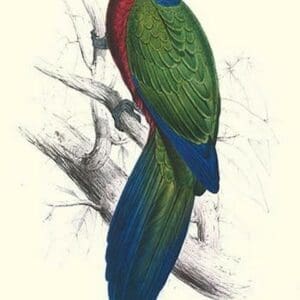 Tabuan Parakeet - Prosapeia Tabuensis by Edward Lear - Art Print