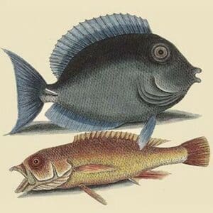 Tang & Yellow Fish by Mark Catesby - Art Print