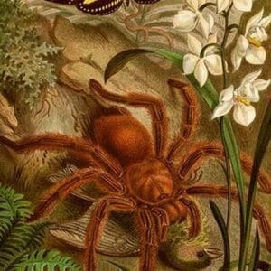 Tarantula - Bird Eating Spider by Friedrich Wilhelm Kuhnert - Art Print