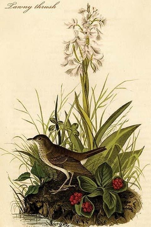 Tawny thrush by John James Audubon - Art Print