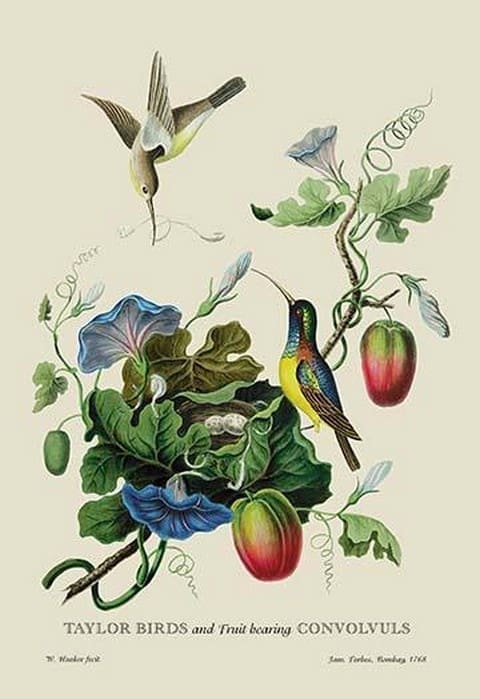 Taylor Birds and Fruit Bearing Convolvuls by J. Forbes - Art Print