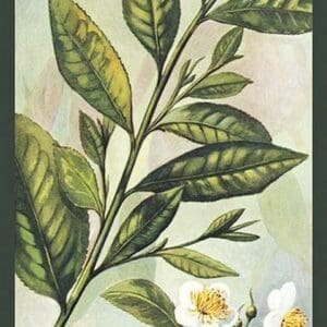 Tea Plant #2 - Art Print