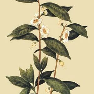 Tea Plant - Art Print