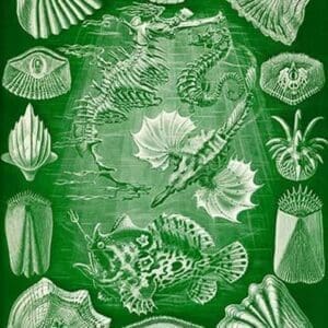 Teleostei - bony Fishes by Ernst Haeckel - Art Print