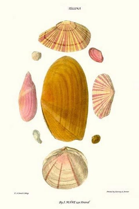 Tellina Shells By John Mawe - Art Print