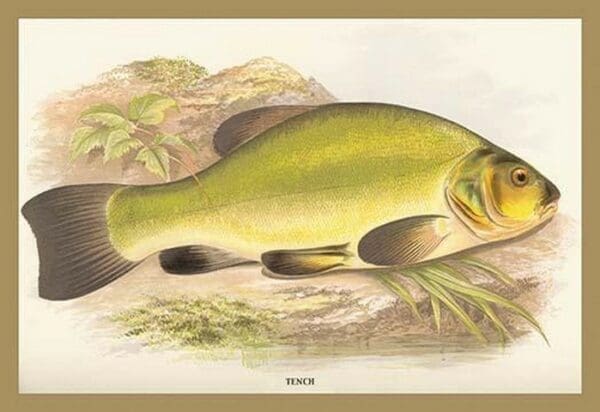 Tench by A.F. Lydon - Art Print