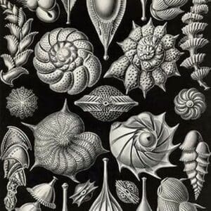 Thalamophora - Forminifera by Ernst Haeckel - Art Print